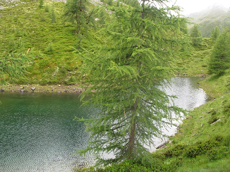 oberstkogel